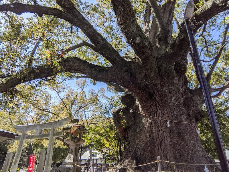 ⛩️ 투계 신사(도케이진자) 이미지 8